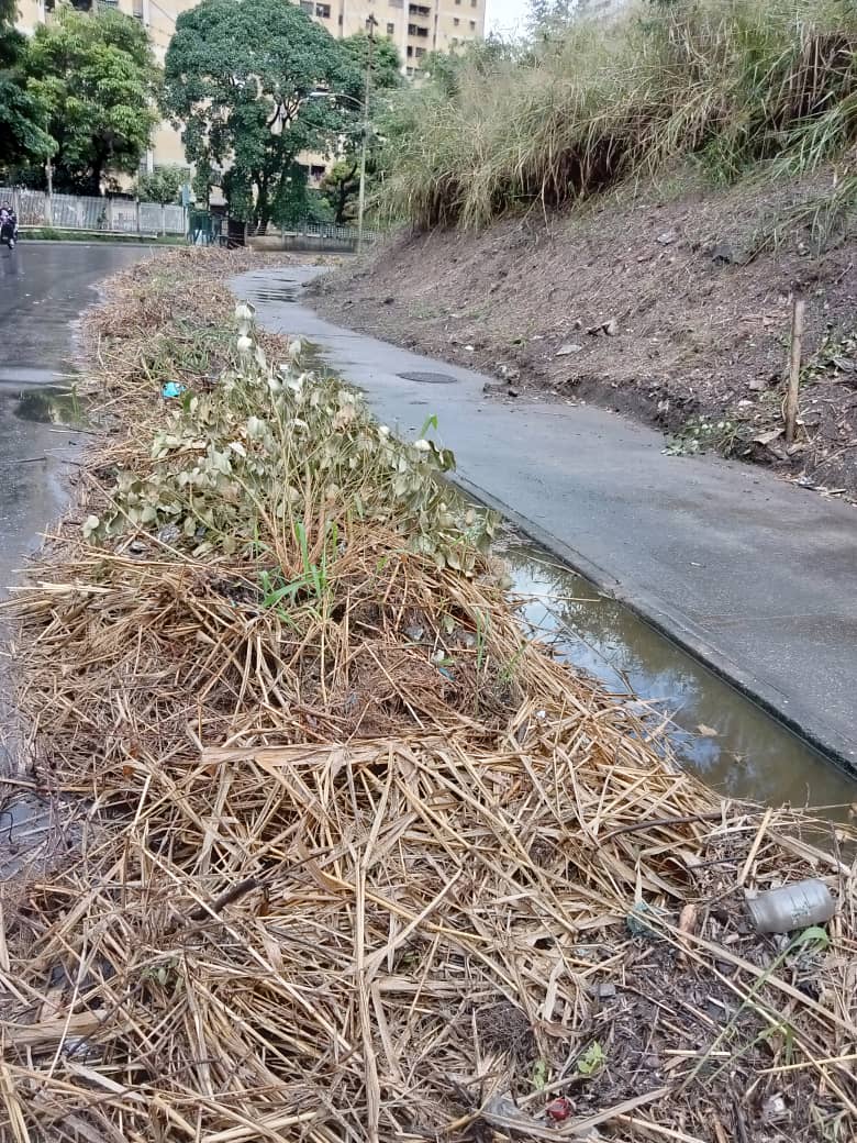 elchinoalfredo's tweet image. Trabajo de desmalezamiento se hizo pero no se recogió dicho monte cortado, ya está creciendo nuevo monte donde se desmalezo incluso ensima del cortado  cuando se dignaran a recoger eso, obstaculiza el libre tránsito @gestionperfecta @Nahumjfernandez @caricuaoenfoto