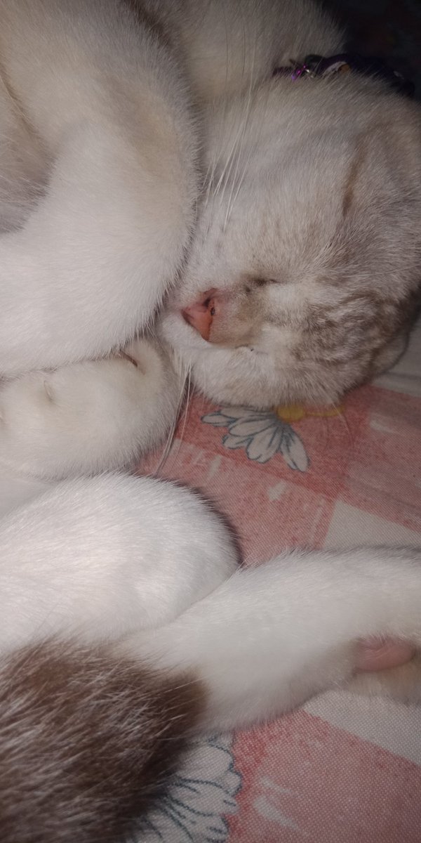 Fiifeyhashim's tweet photo. Peneman dh dkt 5 bln dh 😘 Mohon jgn pernah tinggalkn momy sesungguhnye momy blm kuat 😪 https://t.co/ws15NfIojD
