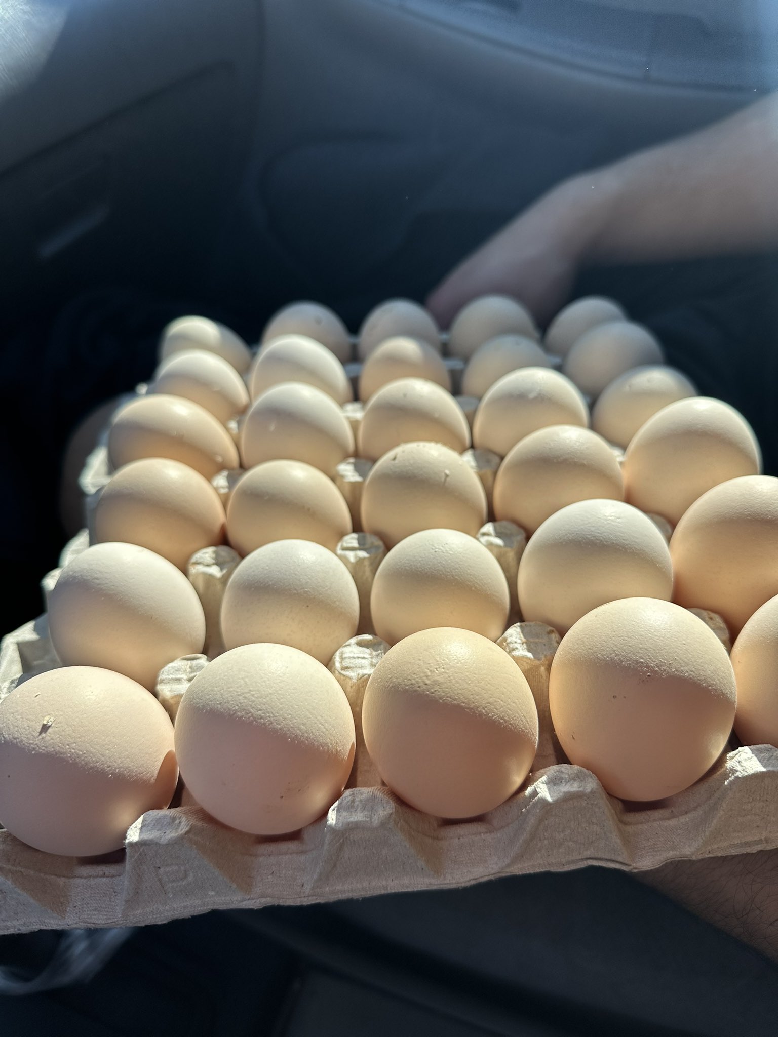 Najib Rahal on Twitter "Supermarket eggs are poisoning you. Your guide