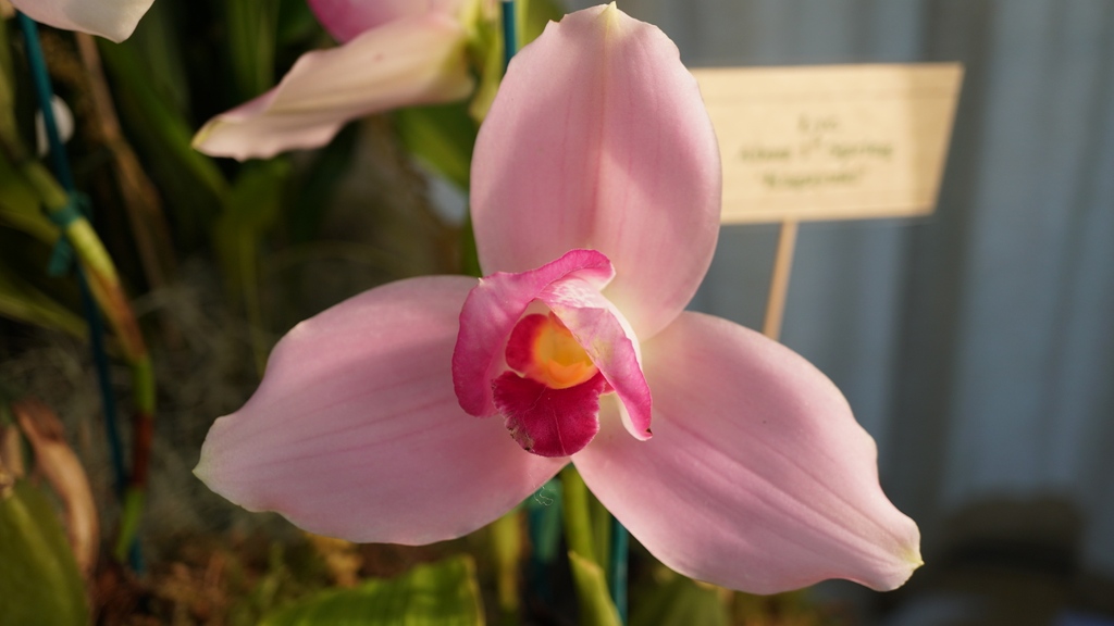 peninsulaorchid's tweet photo. Lycaste Abou First Spring 'Kagayaki'

✨Our 2023 Annual Show and Sale will be January 21 and 22 in Redwood City, CA. We will have plant judging, seminars, and plant vendors. Everyone is welcome!✨

➡️https://t.co/jQ9jtpHZgh https://t.co/BZuiDdlIAM