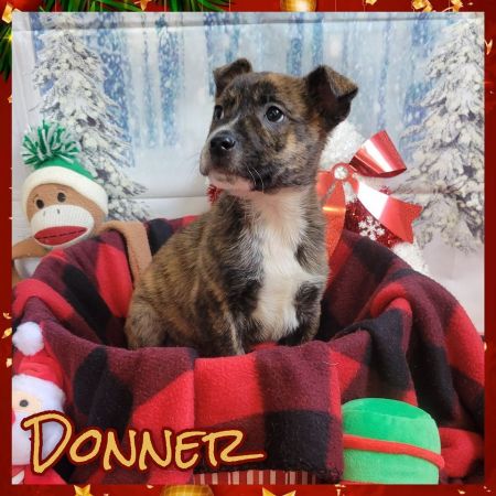 adopt_a_dog_bot's tweet photo. Donner is a quick-witted guy, who can be found near Daingerfield, TX! Donner is a Boxer mix, who wants to give you all the cuddles! #Boxer #mixedbreed #mutt #dogsoftwitter #rescue #adopt #dog #Daingerfield #Texas #TX https://t.co/rdWoeRZmre https://t.co/WnKAKf2q81