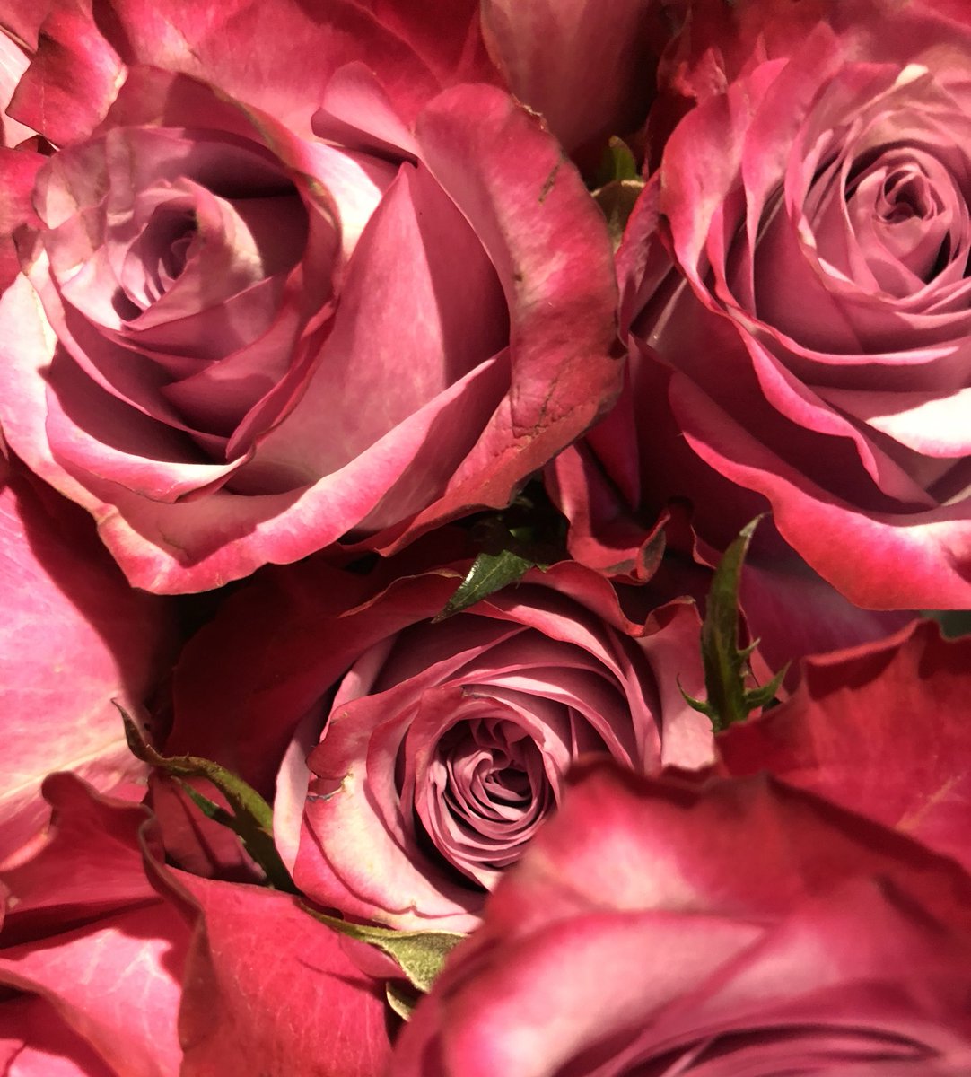 ruben_corella's tweet photo. #redroses #redpower #redflowers #redrose #Rouge #rosas #rosasrojas #rosal #rosalrojo #redphoto #redisbeautiful #lavieenrouge #rosesfan #rkswslovers #lovers #garden #gardening #Jardin #belleza #rosesphotograpy #nature #shot https://t.co/RHkfVxgRFX