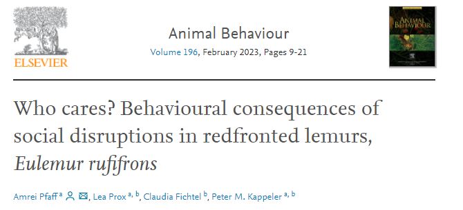 AnimBehSociety's tweet photo. In a study by Amrei Pfaff et al, they investigated the impact of the loss of an individual on subsequent social patterns in a basal group-living primate, the redfronted lemur
#copingmechanisms #Animalgroups #socialstructure #primates
https://t.co/gvLCueyjmF https://t.co/vXqZNyfRnn