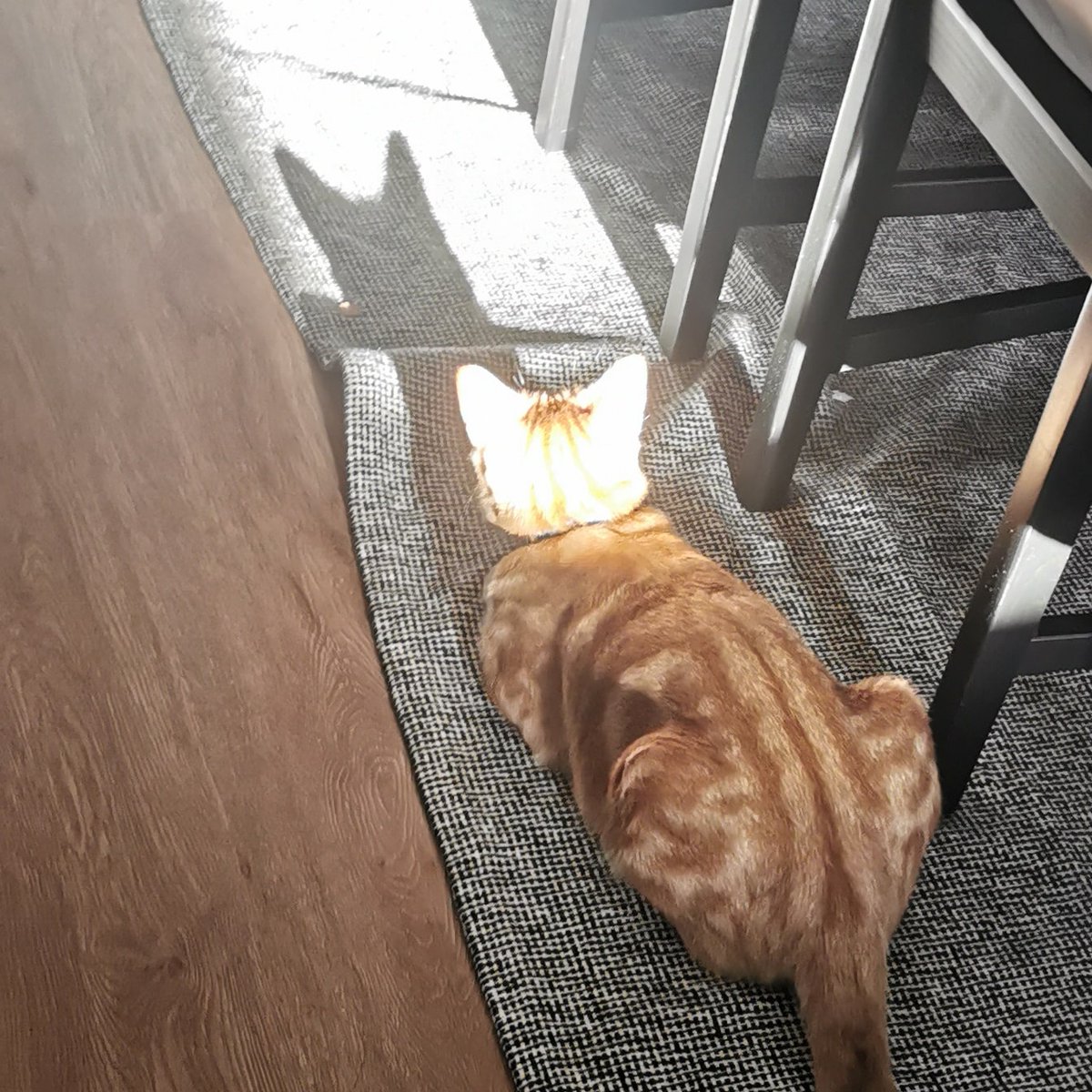 LordJ8080's tweet photo. He thinks he is "the batman"...

#CatsOfTwitter #Batman #cats https://t.co/HfdbWWB0g6