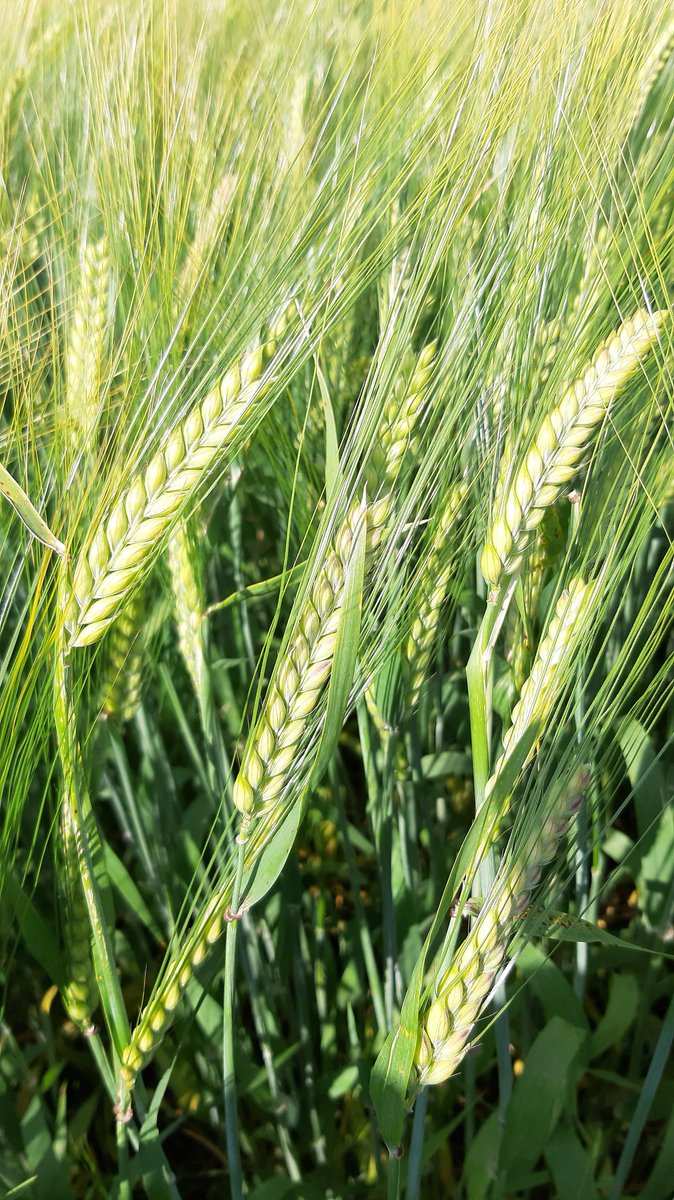 An event not to be missed, the Scottish Malting Barley Conference! You will hear about our latest crop breeding, CP advice and industry speakers will share cover crop trial results and give a market update for malting barley. 
#MaltingBarleyExcellence

syngenta.co.uk/meeting/scotti…