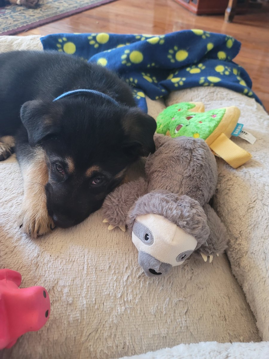 MaybeDicksOak's tweet image. .@senatorshoshana new puppy gets new toy