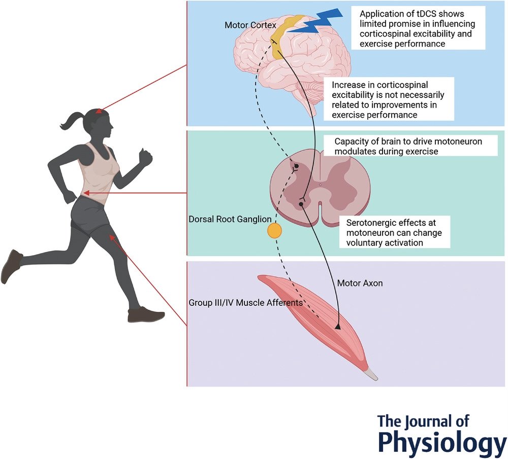 Journal of Physiology (@jphysiol) on Twitter photo Amann (@UofU_Anesthesia), Sidhu (Biomedicine, <a href="/UniofAdelaide/">Uni of Adelaide</a>), McNeil (<a href="/UBC_HES/">UBC School Of Health & Exercise Sciences</a>) and <a href="/SimonGandevia/">Simon Gandevia</a> (<a href="/neuraustralia/">NeuRA (Neuroscience Research Australia)</a>) have produced a #TopicalReview on the considerations of the corticomotoneuronal pathway contributions to central fatigue!
📜buff.ly/3jl2CLd Amann (@UofU_Anesthesia), Sidhu (Biomedicine, <a href="/UniofAdelaide/">Uni of Adelaide</a>), McNeil (<a href="/UBC_HES/">UBC School Of Health & Exercise Sciences</a>) and <a href="/SimonGandevia/">Simon Gandevia</a> (<a href="/neuraustralia/">NeuRA (Neuroscience Research Australia)</a>) have produced a #TopicalReview on the considerations of the corticomotoneuronal pathway contributions to central fatigue!
📜buff.ly/3jl2CLd