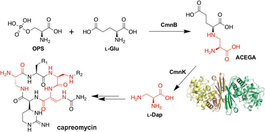 Biochemistry (@biochemistryacs) on Twitter photo #tbt to three #biosynthesis discoveries:
<a href="/SobradoLab/">Pablo Sobrado</a>Ā et al explore flavin transfer toward valanimycin:
pubs.acs.org/doi/10.1021/acā¦
Croitoru et al examine a tRNA-cyclodipeptide synthase pairing:
pubs.acs.org/doi/10.1021/acā¦
Hsu et al update the L-Dap pathway:
pubs.acs.org/doi/10.1021/ac⦠#tbt to three #biosynthesis discoveries:
<a href="/SobradoLab/">Pablo Sobrado</a>Ā et al explore flavin transfer toward valanimycin:
pubs.acs.org/doi/10.1021/acā¦
Croitoru et al examine a tRNA-cyclodipeptide synthase pairing:
pubs.acs.org/doi/10.1021/acā¦
Hsu et al update the L-Dap pathway:
pubs.acs.org/doi/10.1021/acā¦
