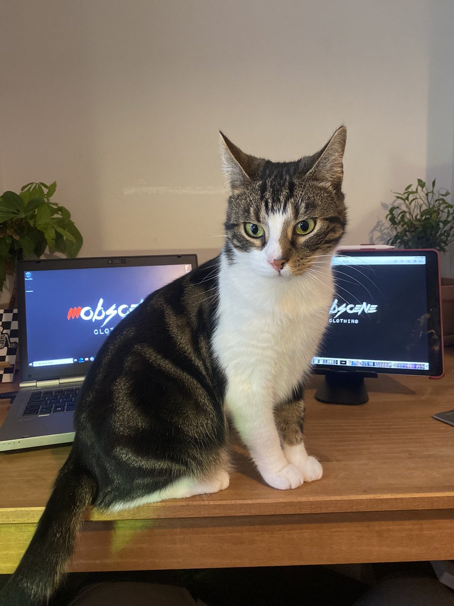 mum8le82's tweet photo. Not helping Milo Iโve got stuff to do. #cat #tryingtowork https://t.co/jtYG5LBWvg