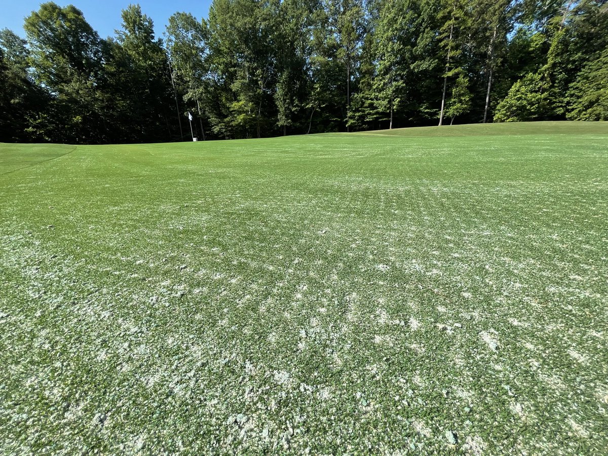 HarrellsLLC's tweet photo. Depending on location &amp; application rate, POLYON® SOP 0-0-50 can provide up to 20 weeks of controlled release K. 

Learn how from Dr. Jeff Atkinson @JethroLA ⬇️
https://t.co/xJMimVMmLq https://t.co/Zkb0gd9WGX