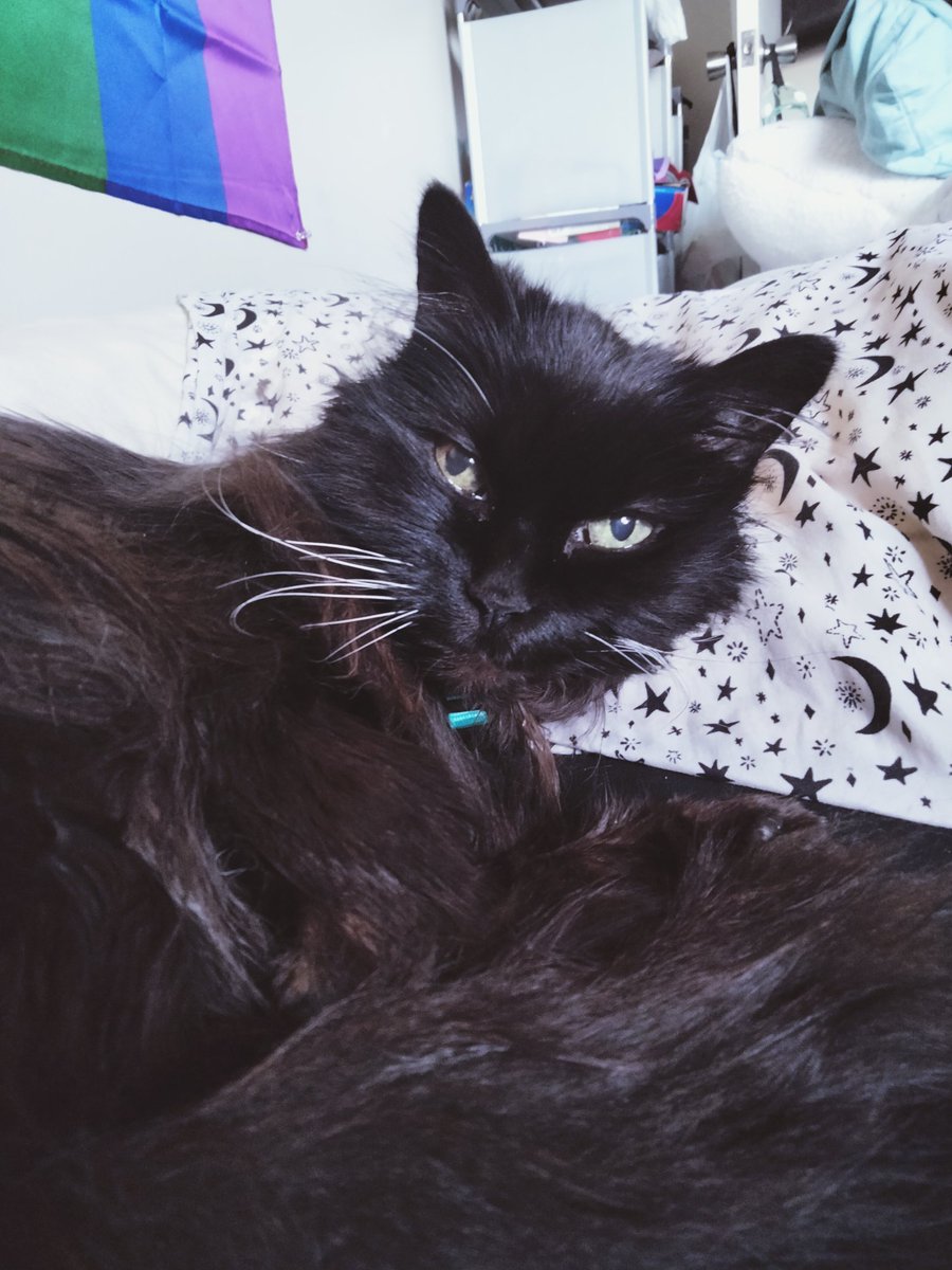 PretzelLoaf's tweet photo. Sorry for not posting here in a while - Darcy is still doing good! Currently working on switching her diet back to the Royal Canin kidney support food! https://t.co/JyXmDIytpv