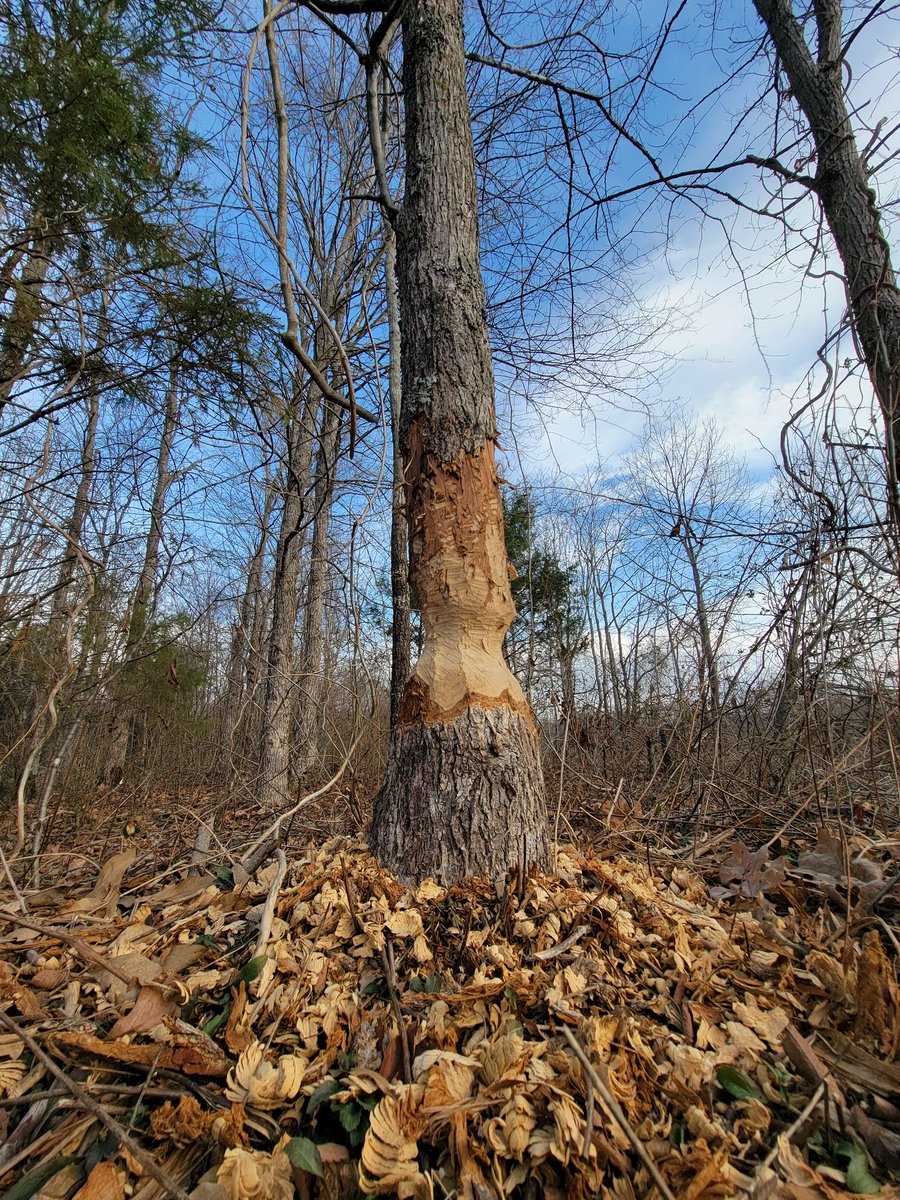 BrookeLDevine's tweet photo. Be like beavers. 

At the end of the day, your projects can wait. 

#WorkLifeBalance https://t.co/mLVnDPSknc