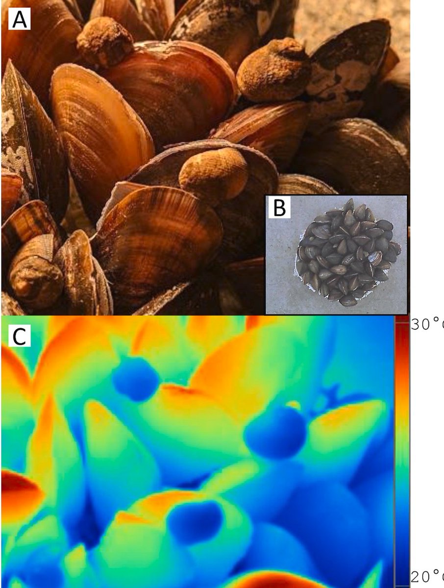 📢 New paper out in <a href="/J_Therm_Biol/">Journal of Thermal Biology</a> 
Symbiont-induced phenotypic variation in an ecosystem engineer buffers thermal stress for the associated community
Here 50 days' free access to the article
authors.elsevier.com/c/1gKfd_6zy-Df…

<a href="/LOG_labo/">Laboratoire d’Océanologie et de Géosciences</a> <a href="/CienciasDoMar/">CCMAR - Centro de Ciências do Mar</a>  <a href="/UMR_BOREA/">Laboratoire BOREA</a> <a href="/Rhodes_Uni/">Rhodes University</a>
#musselsarecool