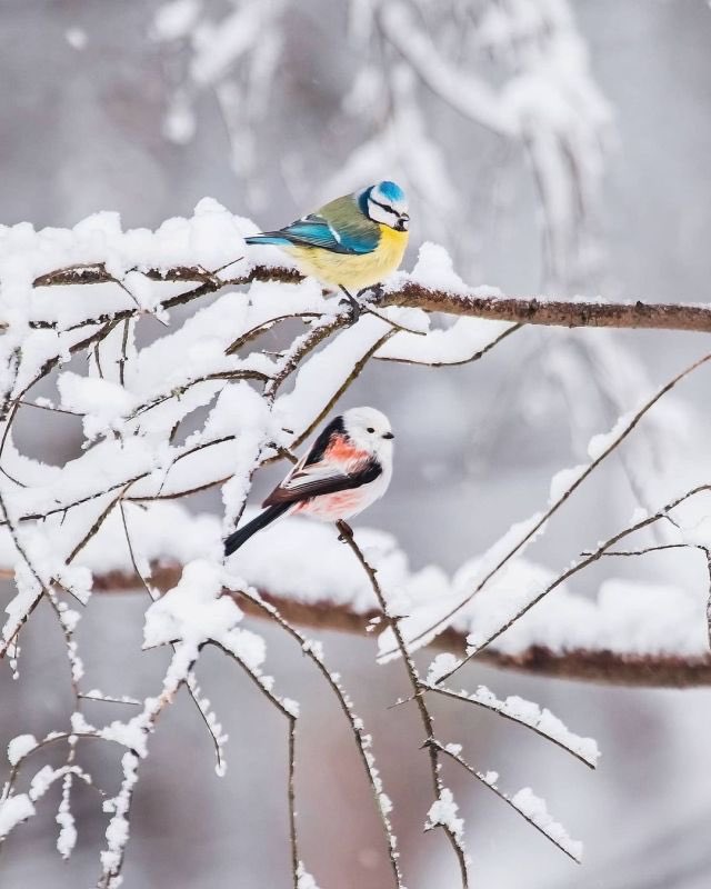ruben_corella's tweet photo. #winternood #snowing #snowishere #nieve #snowwhite #whitexmas #whitelovers #trees #birds #winteebirds #cold #itscold #pajaros #pajaritos #blancanavidad #blanco #nevadas #bosque #wood #wildlifephotography #wildlife #lifeisgood #outdoors #freshair https://t.co/iEP27B2Utu