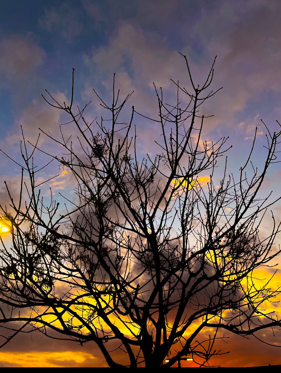 After the rain…
.

#richardgreenla #welivetoexplore #canonusa #artofvisual #exklusive_shot #photographyeveryday #ig_shutterbugs #photographie #photographerfocus #myfeatureshoot  #stayandwander #folkgood #tree #trees #treeoflife #sunset #sunsetphotography