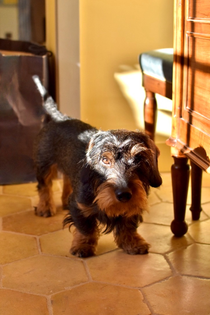 CollegeroyalSAS's tweet image. 🧦 Nos chaussettes à teckels couronnés ont eu beaucoup de succès pour Noël !

🐾Vos pattes en seront-elles les prochaines propriétaires ?

💙🇫🇷 Faites en France et disponibles sur eshop-collegeroyal.fr