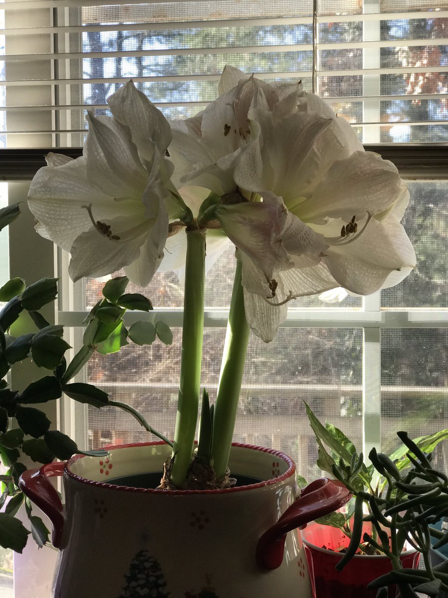 poey1941's tweet photo. @JudithK14292802 @FopianoJoy @Vero2oo7 @jillbrown231 @GreenishFinger #Amaryllis #allopen. https://t.co/Ay7K92NHyT