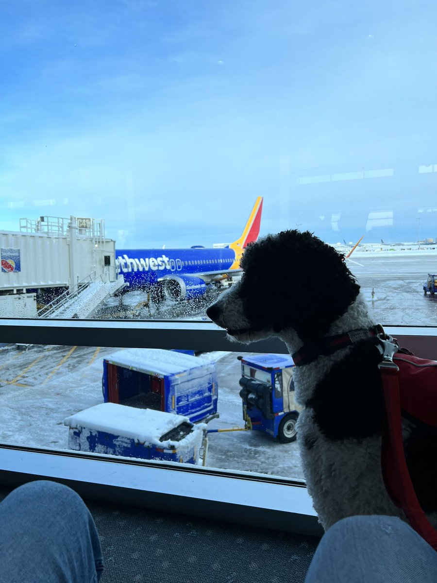 austhernandez's tweet photo. Smooth sailing with @SouthwestAir today! https://t.co/CjfX2RF4PU