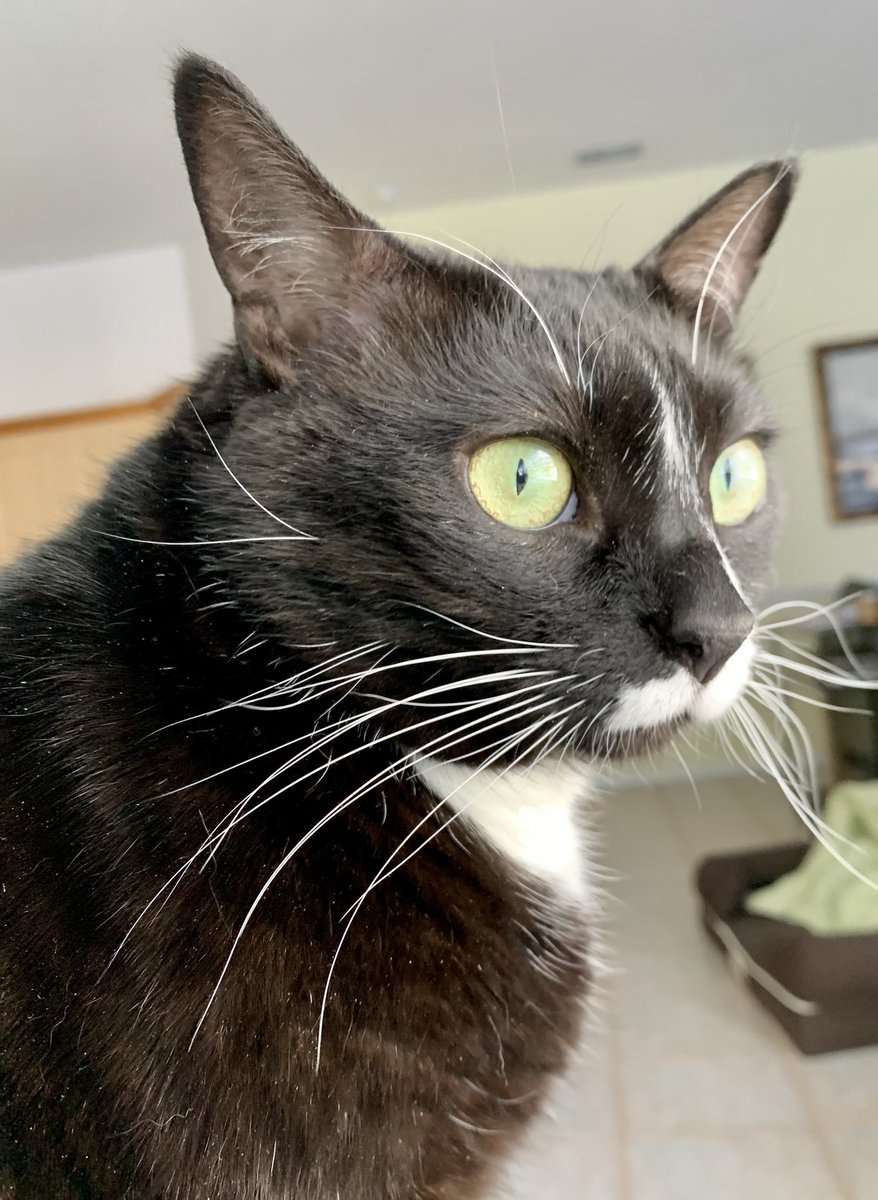 Newscats2's tweet photo. If I look worried, it’s only because Mom said something about smaller treat rations. Send help. https://t.co/1zPeuSZxj3