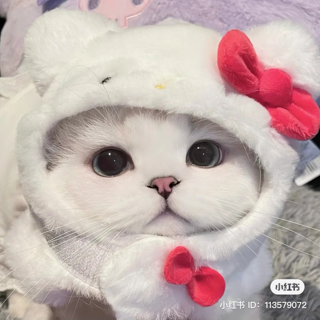 peonypixel's tweet photo. hello kitty cat💓 https://t.co/bYDAF1UZ8z