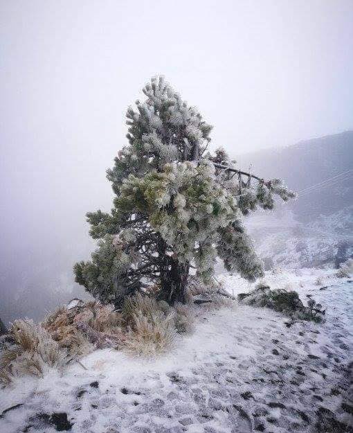 JolYakem's tweet photo. Alguna vez me miraron incrédulos en Islandia cuando les dije que en México cae nieve, la imagen mental de muchos es ese tono sepia de Hollywood, mientras en la realidad vemos:
1. Cofre de Perote, Veracruz 
2. Toluca, Estado de México
3. La Malinche, Tlaxcala
4. Creel, Chihuahua https://t.co/iiBpdGPJbg