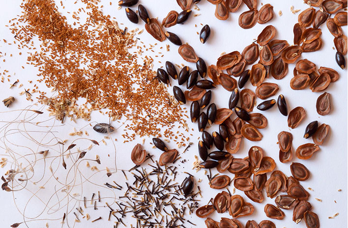 #Propagating #native #plants from seed in winter is economical &amp; rewarding &amp; it doesn't require any special equipment. In this episode of the #podcast, <a href="/joegardener/">Joe Lamp'l</a> and Heather McCargo share an encore presentation on her simple methods for #wintersowing. ed.gr/ef0x2