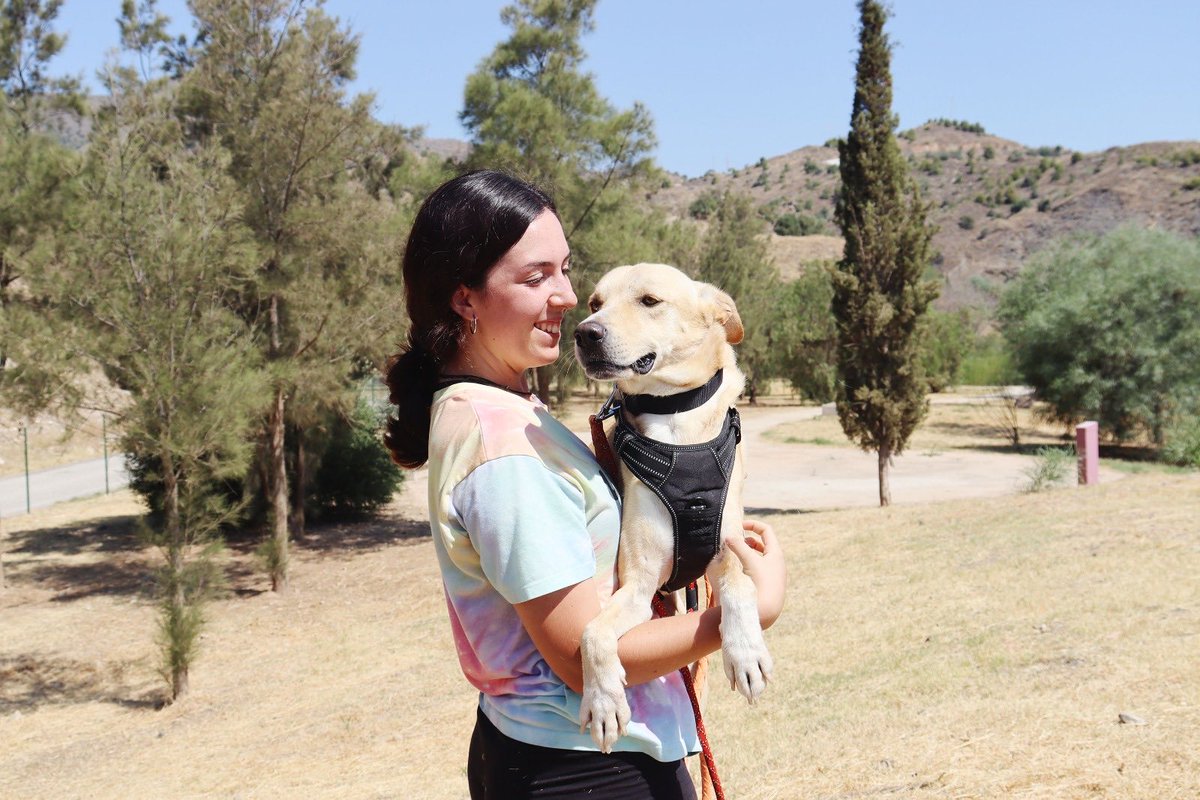 protemalaga's tweet photo. Jim, 4 años, tamaño mediano.
Se alegra mucho de vernos y juega como un cachorro. En patio se acerca a los voluntarios a buscar muchos mimos. 
Correo: moduloc@protectoramalaga.com https://t.co/QBm351ZxrP