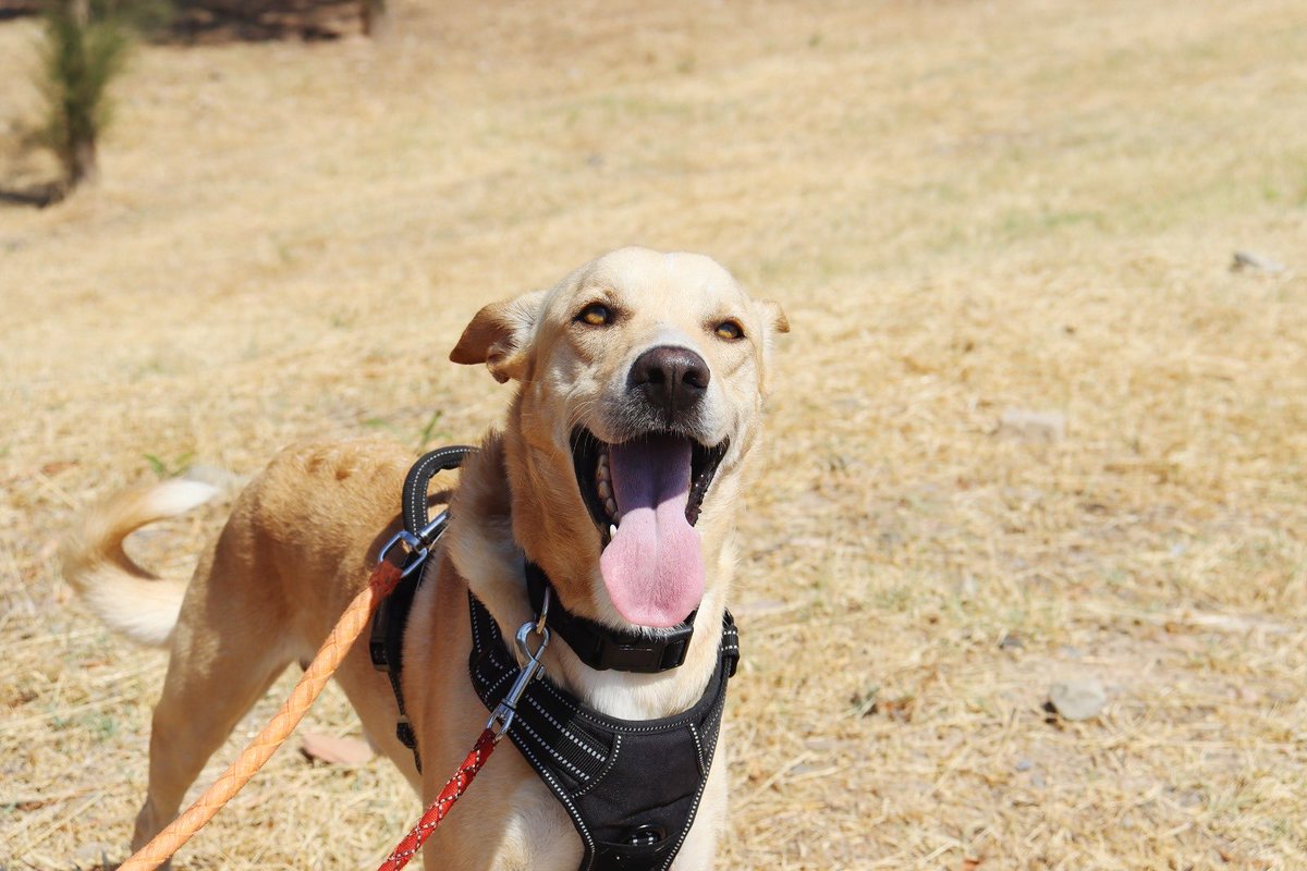 protemalaga's tweet photo. Jim, 4 años, tamaño mediano.
Se alegra mucho de vernos y juega como un cachorro. En patio se acerca a los voluntarios a buscar muchos mimos. 
Correo: moduloc@protectoramalaga.com https://t.co/QBm351ZxrP
