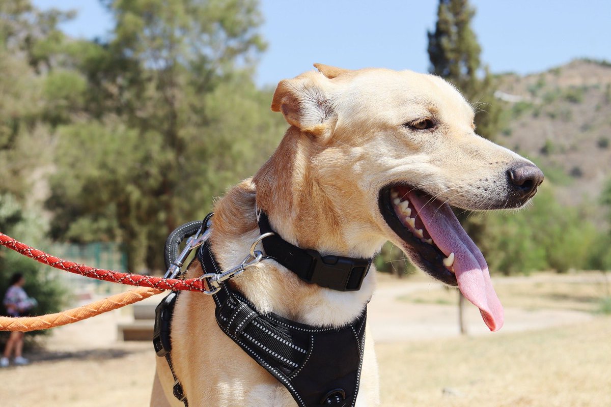 protemalaga's tweet photo. Jim, 4 años, tamaño mediano.
Se alegra mucho de vernos y juega como un cachorro. En patio se acerca a los voluntarios a buscar muchos mimos. 
Correo: moduloc@protectoramalaga.com https://t.co/QBm351ZxrP