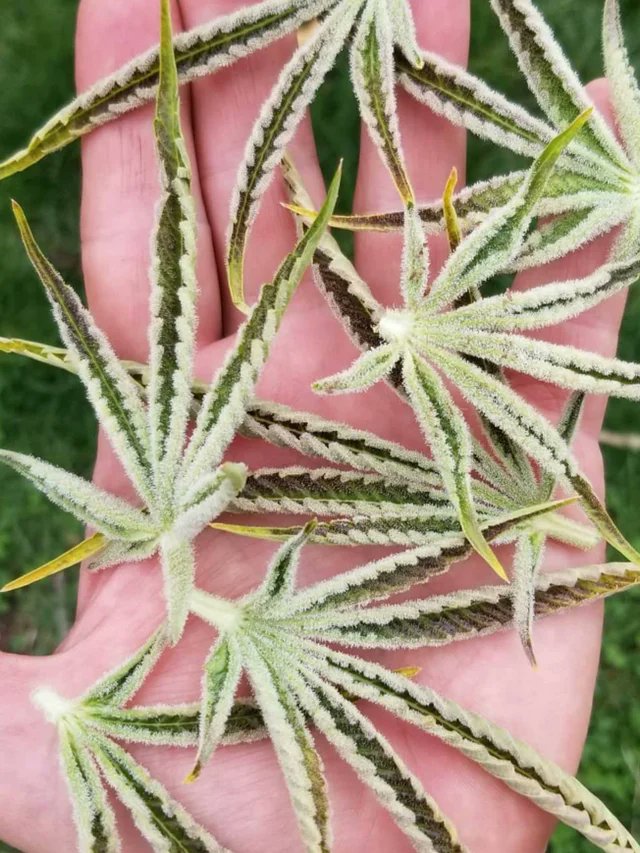 spliffseeds tweet picture