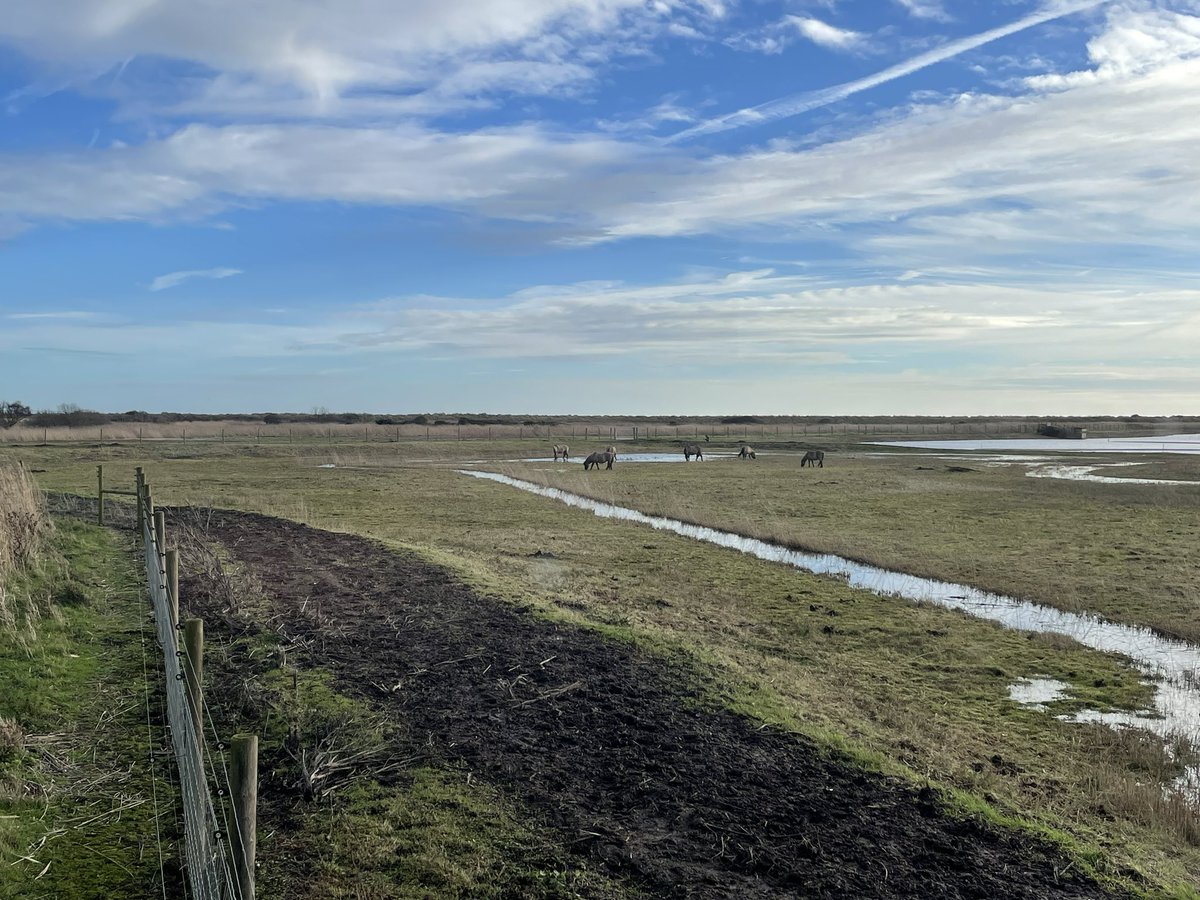 PeteMRCooper's tweet photo. That smug feeling of advanced plans that luckily fall on the only day of good weather in the week. Catching up with @AKHoadley for first time in 3 years at @RSPBMinsmere, bitterns and goldeneyes appearing on cue. 

Fun fact; the latter is the only bird named after a Bond film. https://t.co/R65sB9PawZ