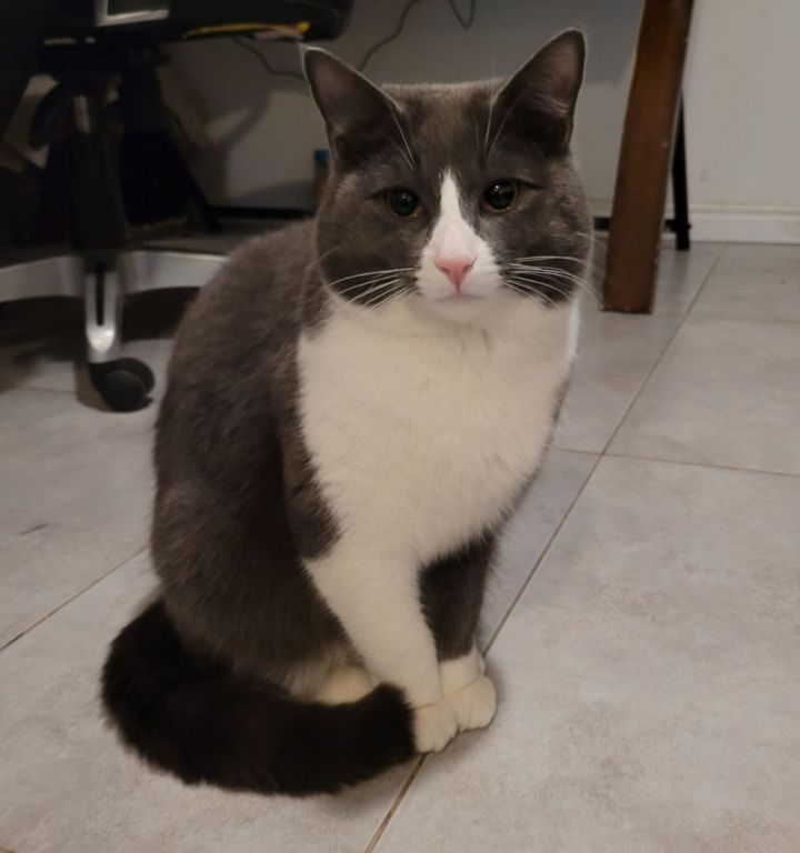 CatRelief's tweet photo. "Top o' the mornin' to ya! Me name's Seamus. I'm a strappin' young Irish lad o' 1.5 years who's lookin' for a home of me very own...
https://t.co/eEBPPWhfZ5
#GuildwoodCatRelief #CatRescue #AdoptDontShop #CatsOfInstagram #CatsOfTwitter #ScarbTO #Guildwood #Cats https://t.co/mqsqMedByJ