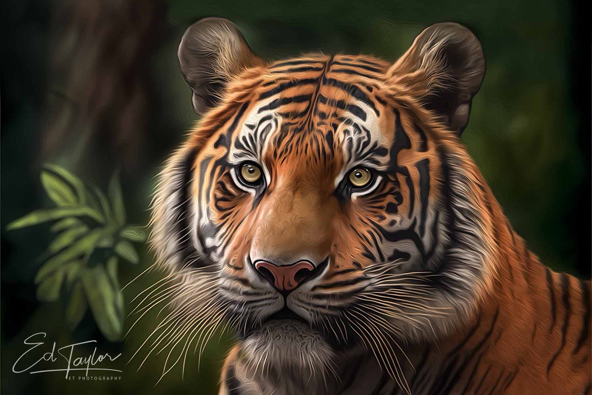 Portrait of a Bengal tiger, perfect wall art for you #home or #office 

tiny.cc/rsl2vz

#digitalart #WhoDey #tiger #ClimateCrisis #naturelovers #india #homedecor #officedecor #interiordesign #puzzles #YearOfTheTiger #ayearforart