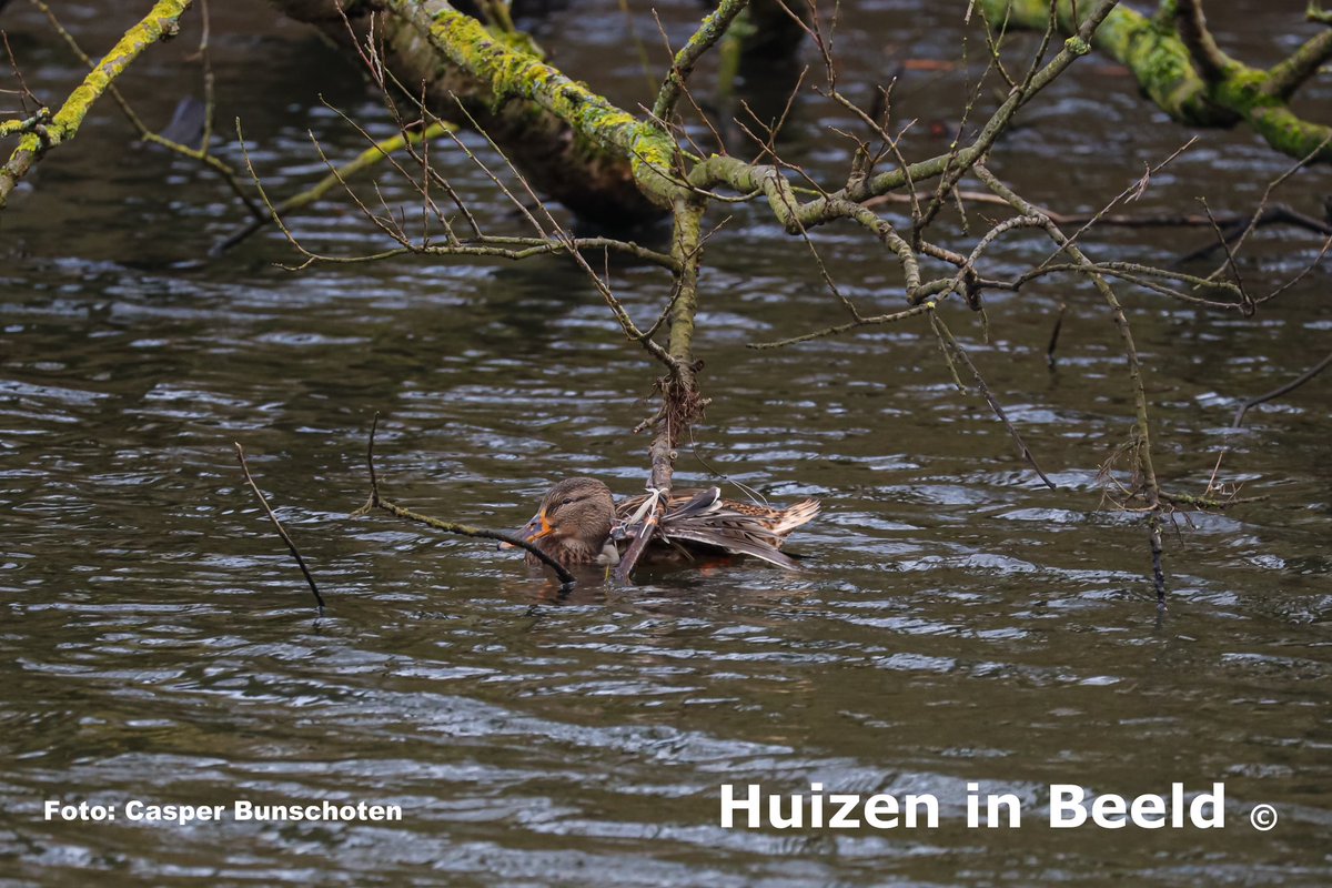 HuizenIn tweet picture