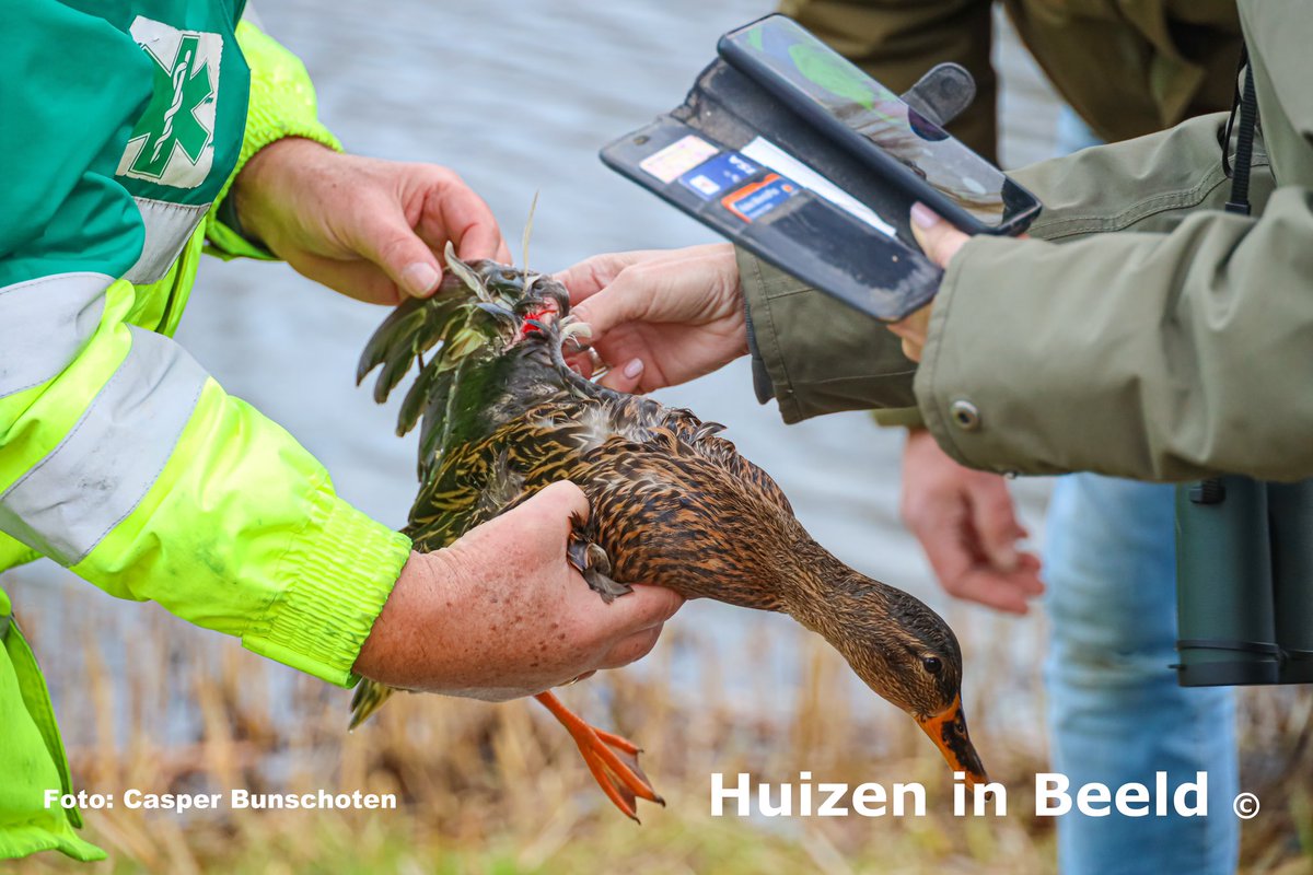 Vastzittende gewonde eend gered.
instagram.com/p/CmwlwT5NC9B/…
© Fotograaf: Casper Bunschoten.