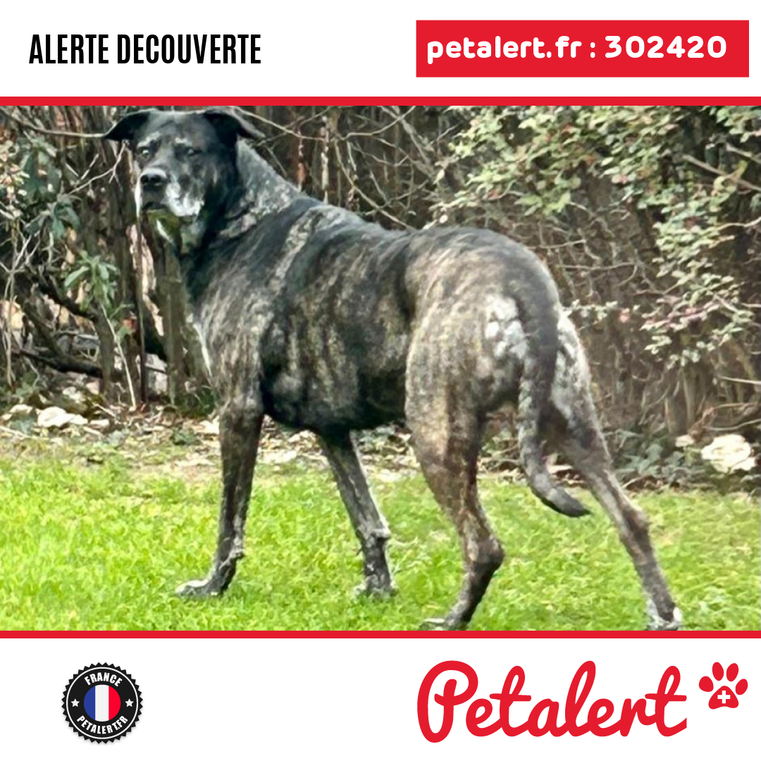petalert_france's tweet photo. Trouvé #Chien #Savoie #Voglans #Petalert #PetAlert73 / https://t.co/gY1JiypLaP https://t.co/Xmvbw3rIzM