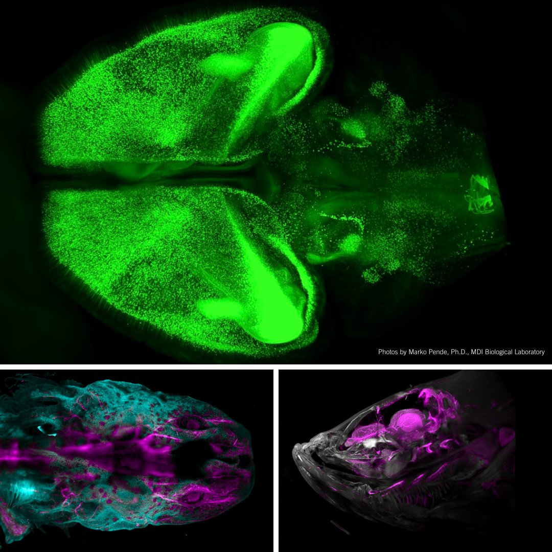 MDI Biological Lab tweet media