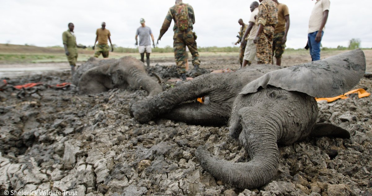 SheldrickTrust's tweet photo. Our SWT/KWS Vet Teams have come to the direct aid of hundreds of elephants this year. That included saving this mother & calf, who had become stuck in a drying dam that risked becoming their tomb: https://t.co/QiKKmQYGWF #SWT2022 https://t.co/JyOtdZTdO8