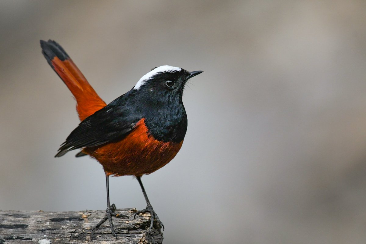 goodrawl's tweet photo. White-capped Redstart
#birds
#BirdsOfTwitter
#birdwatching
#birdphotography
#birding
#TigerFall
#Chakrata https://t.co/tZOjWULWHL