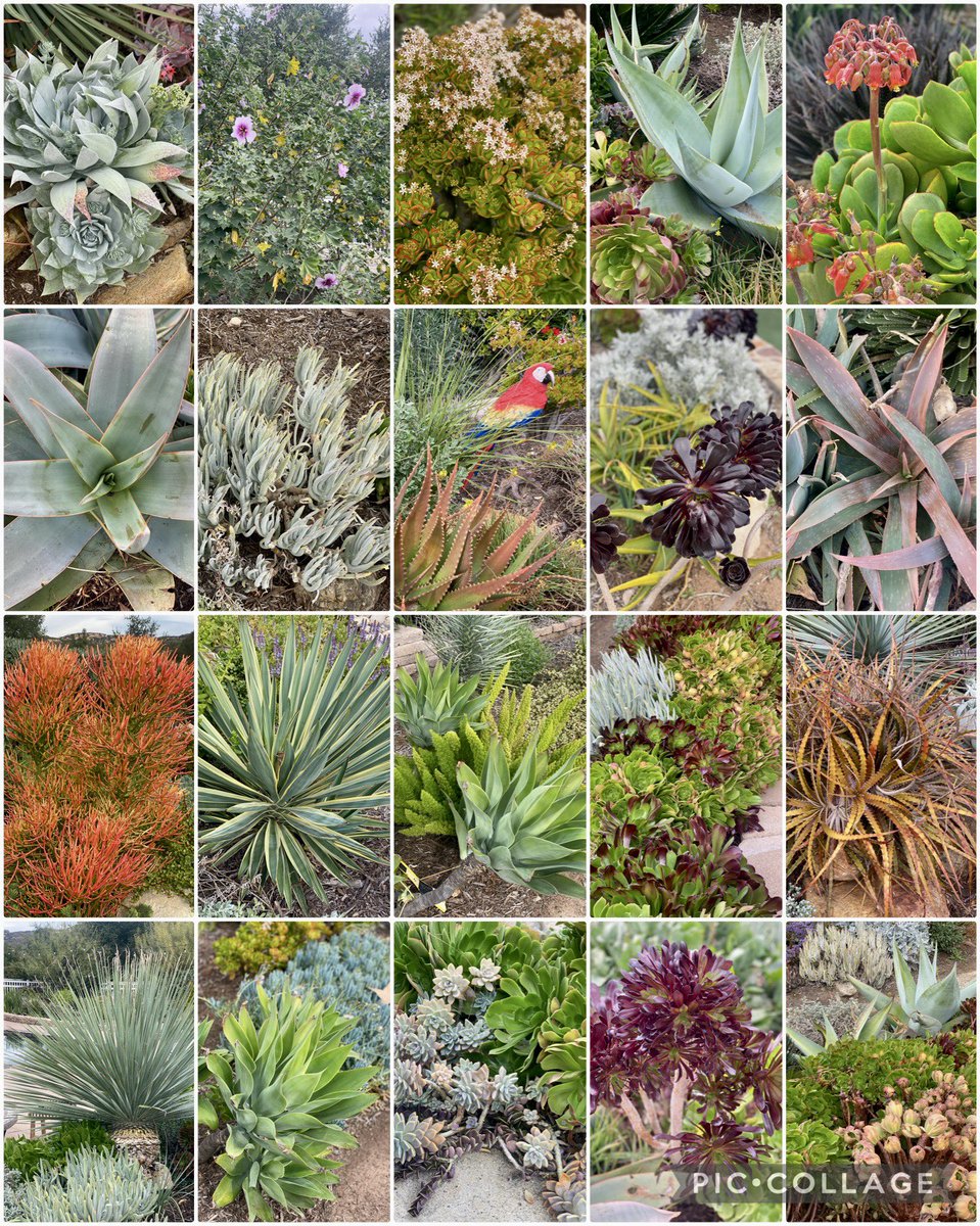 LindiaL's tweet photo. Pics from my garden before the last rain #succulents #waterwise #plants #CAnatives #nolawnlife #CNPS #succulust https://t.co/6sgTQjIZbI
