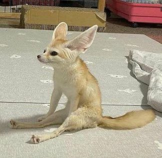 FennecsDaily's tweet photo. https://t.co/2TgXGCkA95