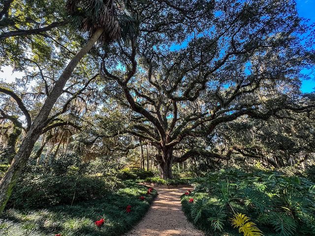 FLStateParksFdn's tweet photo. A live oak tree can live many centuries; we can estimate some trees close to 300 years old!
IG: @flocal.findings
At Washington Oaks Gardens State Park
#FloridaStateParks #FloridaStateParksFoundation #ExploreFLParks #TheRealFlorida #UnlockFlorida #ExploreFlorida #Trees https://t.co/Z0iOeGoh3Q