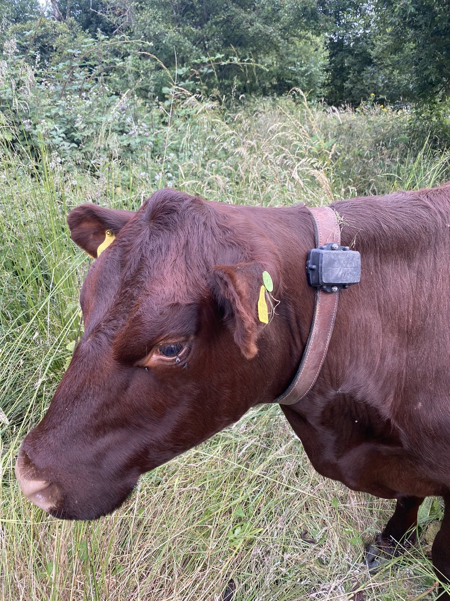 @helium A Pedigree Sussex Cow showing off her @dmtelematics Oyster 3. Running over the Helium network Mapping as she goes, she’s one of around 8 mapping fields and Nature Reserves 💪