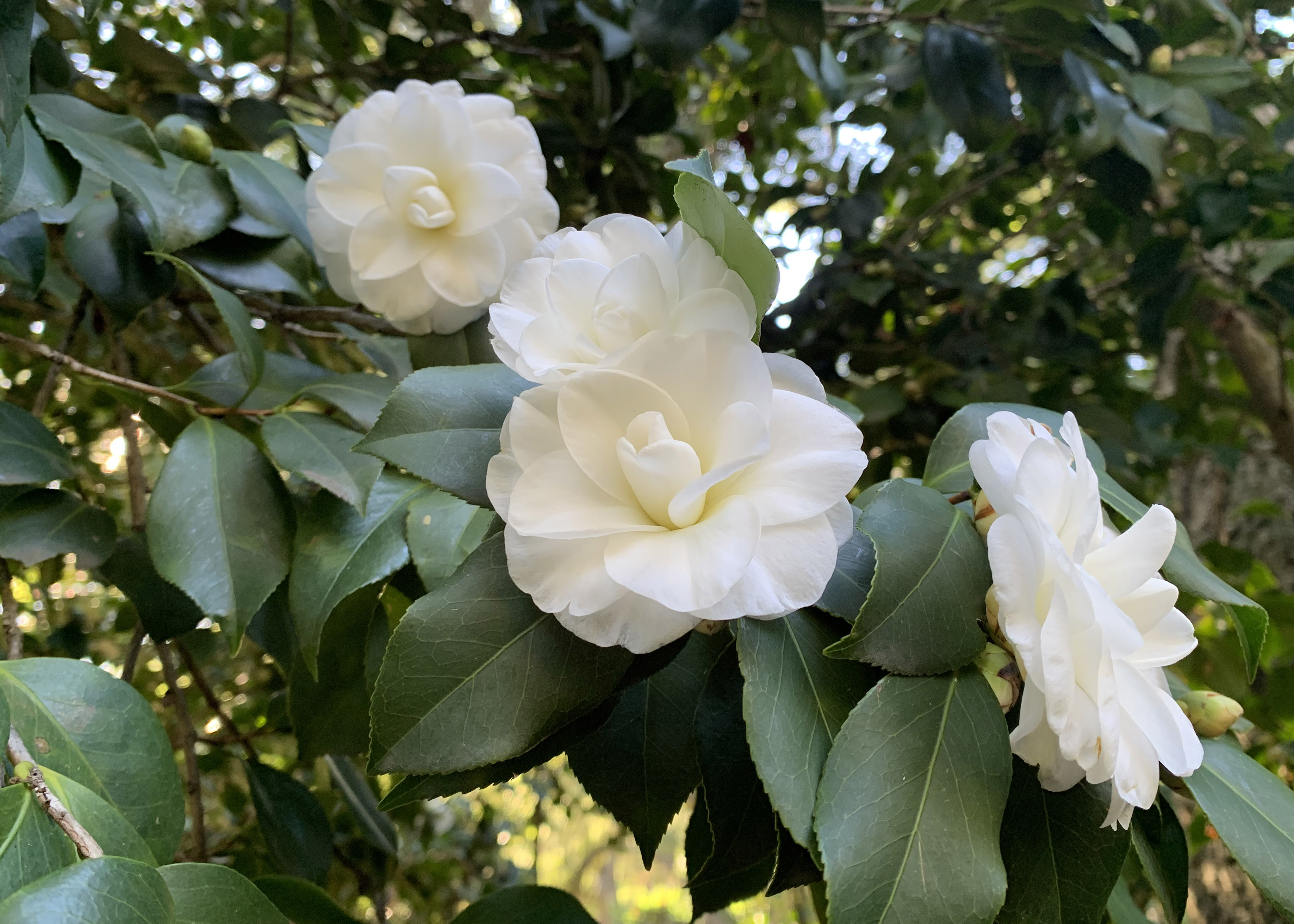 Descanso Gardens - The #Chanel camellia is blooming 🌼 Synonymous with the  CHANEL brand, #Camellia japonica #AlbaPlena was said to be Coco Chanel's  favorite #flower. Loved for its minimalist, stately beauty, you