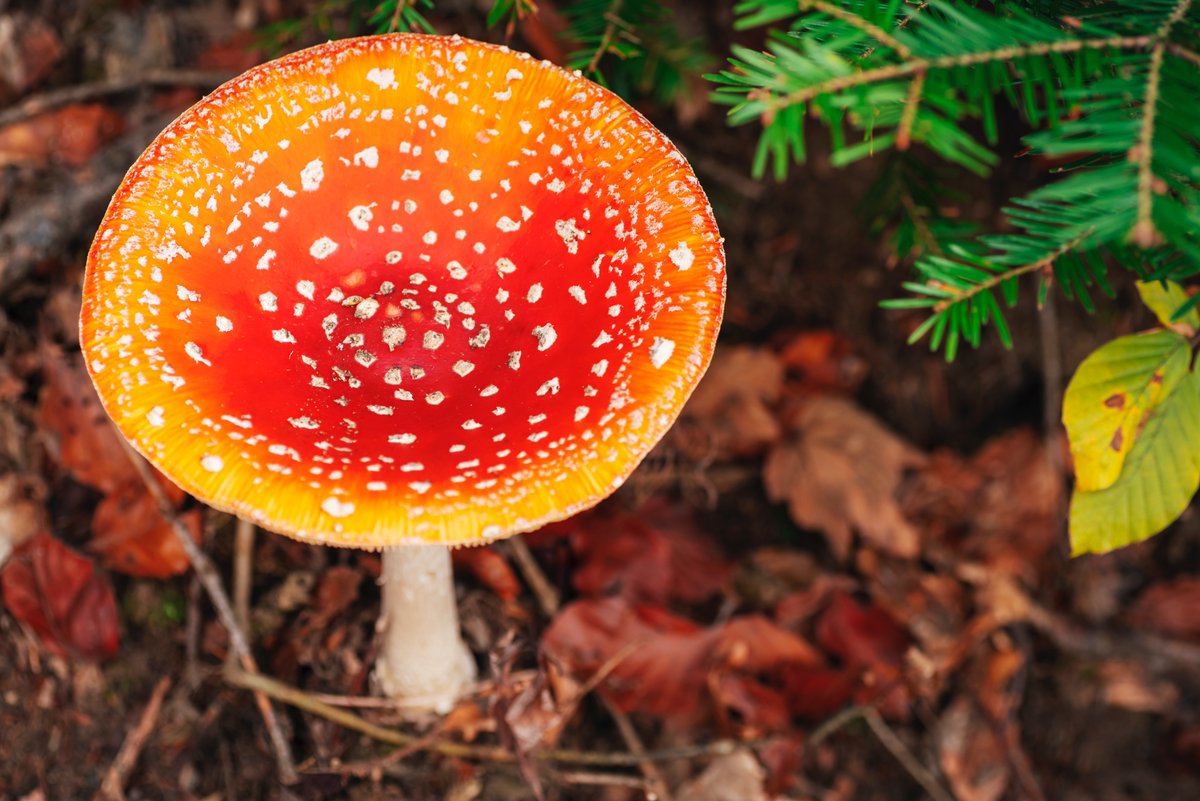 The #AmanitaMuscaria mushroom is a fascinating and complex species. It's worth taking the time to learn about its history, biology, and cultural significance. #mushroomeducation #natureeducation