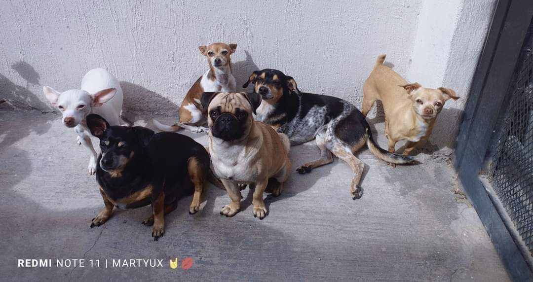 Impulso Pro Animal tweet media