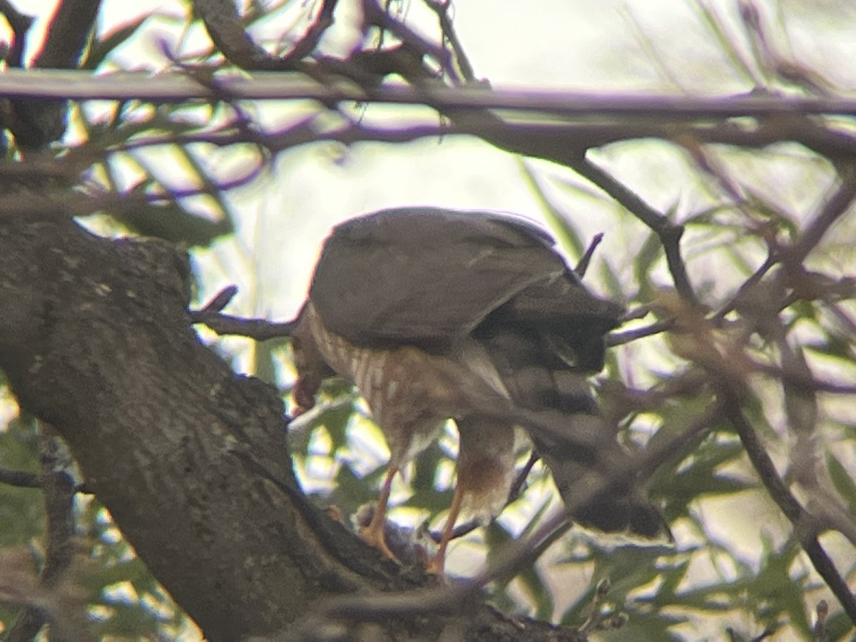 Cooper’s hawk eating his lunch in the back yard