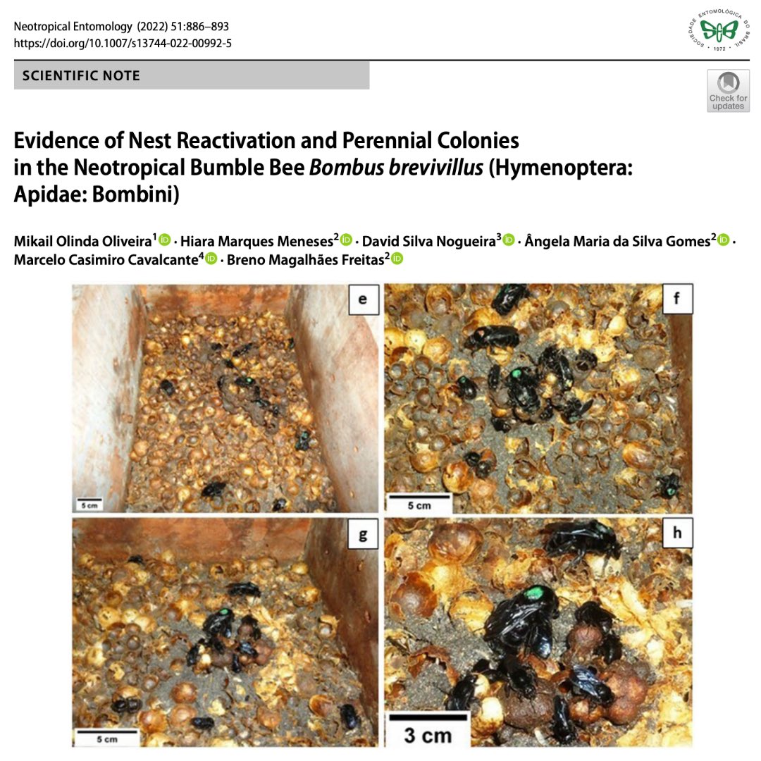 Neotrop_Entomol's tweet photo. Evidence of Nest Reactivation and Perennial Colonies in the Neotropical Bumble Bee Bombus brevivillus (Hymenoptera: Apidae: Bombini)
 
https://t.co/VIdsvxwzQE

#neotropicalentomology #seb #scientificnote #apidae #hymenoptera #bumblebee #nestreactivation https://t.co/eeGFFBFYra