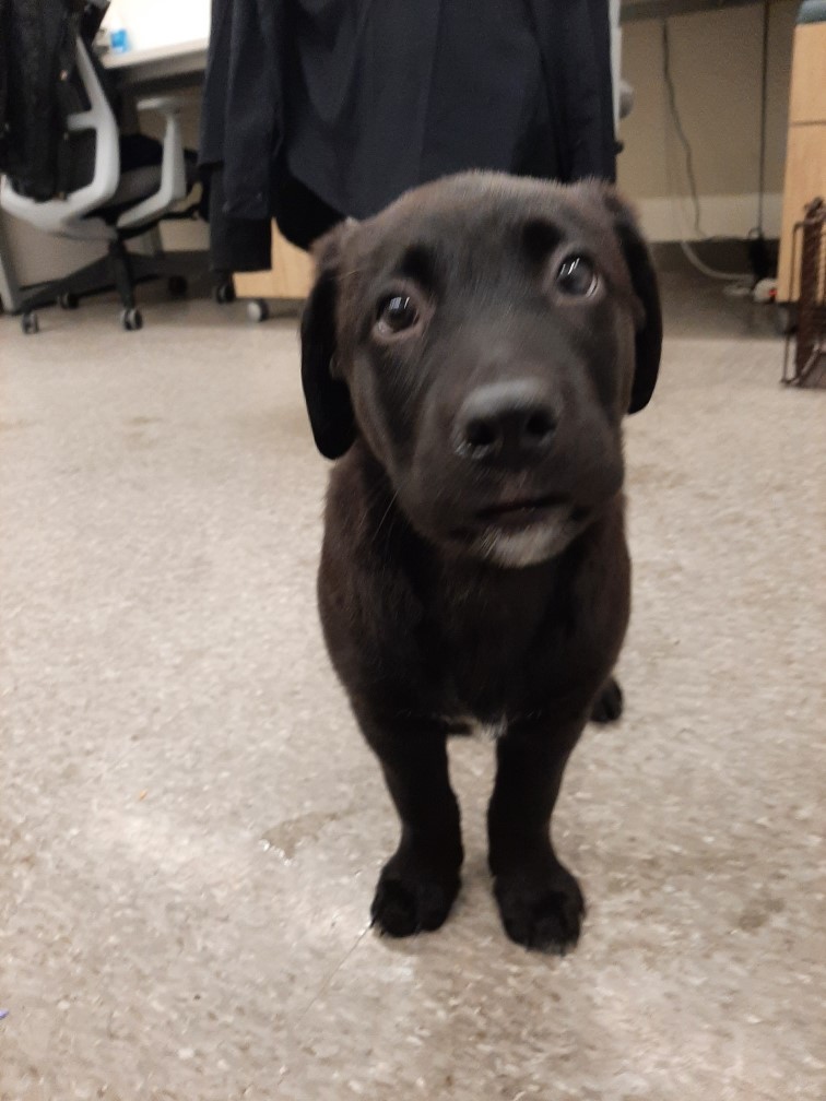GuelphLostPets's tweet image. PHOTOS NOW AVAILABLE: Male black lab puppy with white marking on chest found in Alma St N &amp;amp; Willow Rd area on Dec 24. If he's yours or you have any info contact #Guelph Humane Society at 519-824-3091 or lostandfound@guelphhumane.ca (shelter ID 51771018)