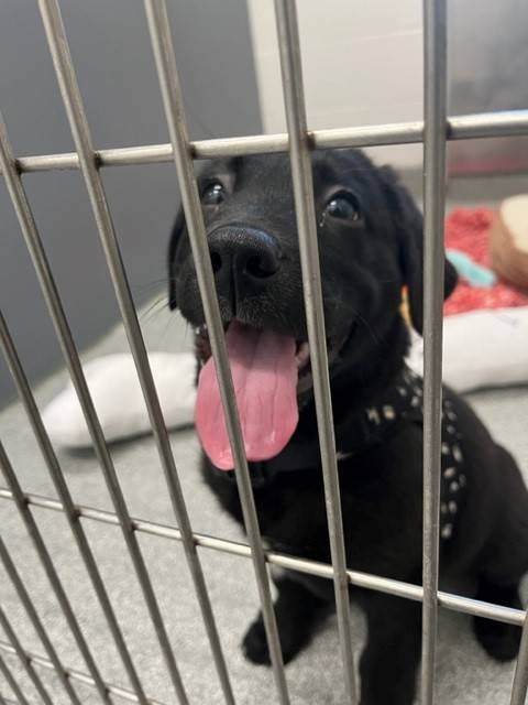 GuelphLostPets's tweet image. PHOTOS NOW AVAILABLE: Male black lab puppy with white marking on chest found in Alma St N &amp;amp; Willow Rd area on Dec 24. If he's yours or you have any info contact #Guelph Humane Society at 519-824-3091 or lostandfound@guelphhumane.ca (shelter ID 51771018)